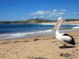 Pelikan steht am Strand bei schönem Wetter.