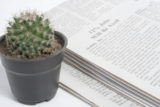 Grüner Kaktus steht neben einer Zeitung.