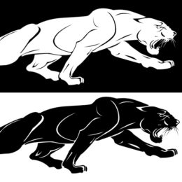 Oben befindet sich ein weißer Puma auf schwarzem Untergrund. Darunter befindet sich ein schwarzer Puma auf weißem untergrund. Beide haben ihr Maul offen.
