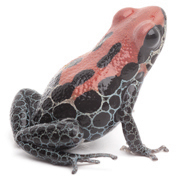 roter Pfeilgiftfrosch auf weißem Hintergrund