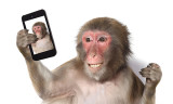 Affe, der mit einem Handy ein Selfie macht