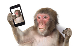 Affe, der mit einem Handy ein Selfie macht