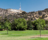"Hollywood"-Schriftzug in Los Angeles mit Natur