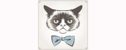 grimmige Katze vor weißem Hintergrund