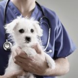 Tierarzt mit lilanem Kittel und Stethoskop hält weißen Hund auf dem Arm