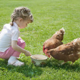 Kind füttert Hühner im Gras