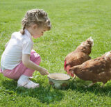 Kind füttert Hühner im Gras